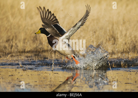 Le Canard colvert (Anas platyrhynchos), homme, décoller, Bosque del Apache National Wildlife Refuge , New Mexico, USA, Banque D'Images