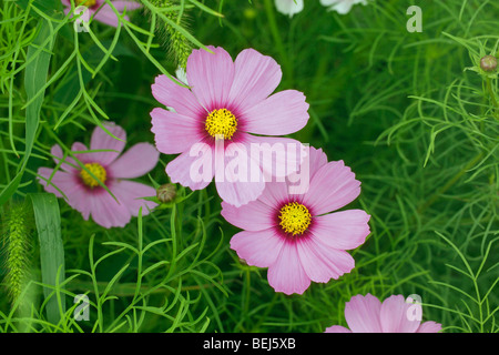Fleurs de Cosmos Banque D'Images