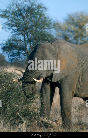 L'éléphant africain (Loxodonta africana) manger brindilles bush dans les prairies sèches du Lowveld, Kruger National Park, Afrique du Sud Banque D'Images