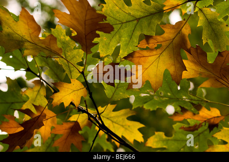 Détail de la modification de la couleur des feuilles d'automne Banque D'Images