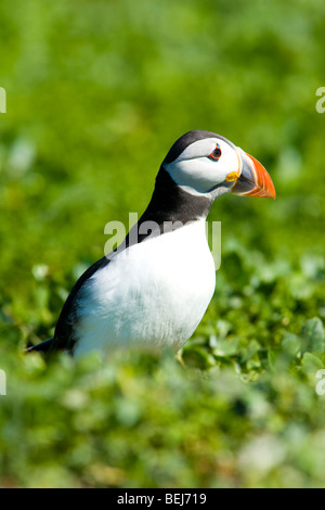 En Angleterre, Northumberland, Iles Farne. Un seul (Fratticula macareux artica) sur l'île de Farne intérieure. Banque D'Images