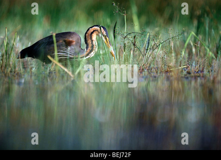 Mange Une Heron (Ardea purpurea), de marais en France Banque D'Images