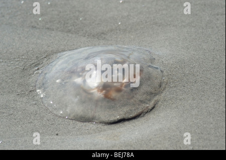 Lune, méduses Aurelia aurita, on beach Banque D'Images