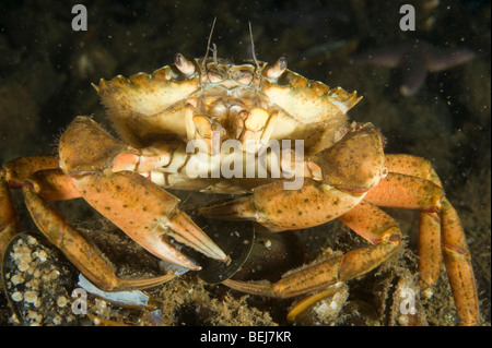 Crabe commun Banque D'Images