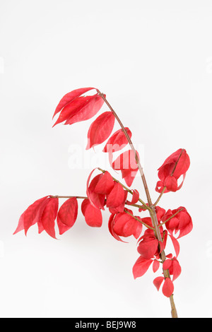 Euonymus alatus 'Big Winged Buisson ardent' Banque D'Images