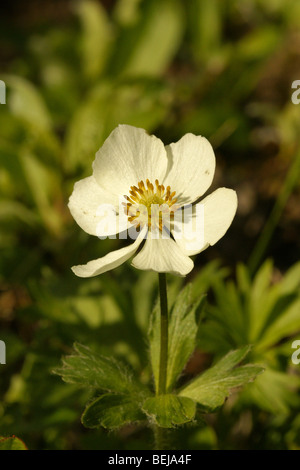 Anemone narcissiflora subsp. Sibirica. Banque D'Images