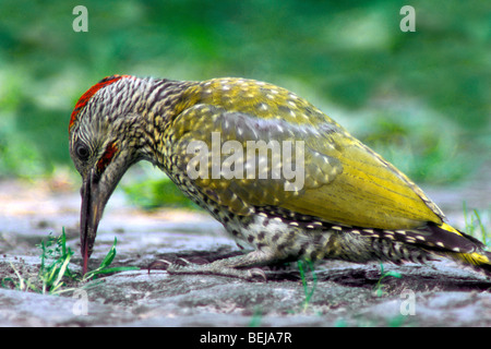 Pic vert européen (Picus viridis) sur le terrain de recherche de nourriture pour les fourmis avec la langue Banque D'Images