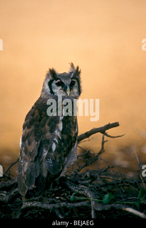 Giant Eagle owl /-owl de verreaux (Bubo lacteus) dans le désert de Kalahari, Kgalagadi Transfrontier Park, Afrique du Sud Banque D'Images