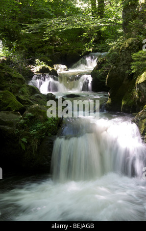 Cascade dans un sous-bois en été. L'Auvergne. La France. Banque D'Images