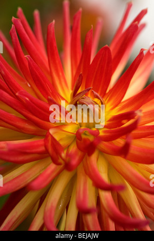 , Unique, hérissés d'Araignée rouge et jaune Dahlia Banque D'Images