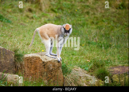 Patas (Erythrocebus patas) singe Banque D'Images