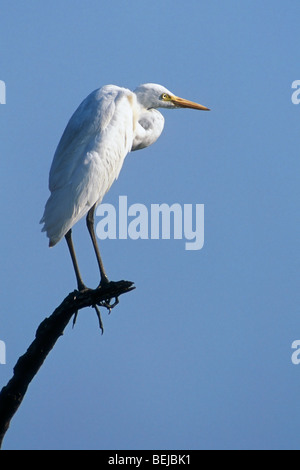 Grande aigrette (Ardea alba / Casmerodius alba) perché en arbre mort, Kruger National Park, Afrique du Sud Banque D'Images