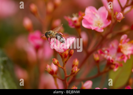 Une belle image à haute résolution d'une abeille pollinisant. Banque D'Images