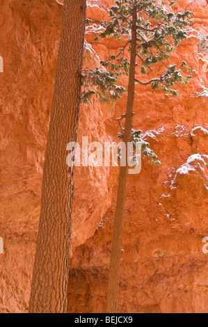 Pins ponderosa et de poudreuse le long de Wall Street, le Parc National de Bryce Canyon, Utah Banque D'Images