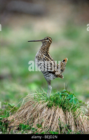 La bécassine double (Gallinago media) affichage à lek dans la toundra, en Scandinavie, en Laponie, Suède Banque D'Images