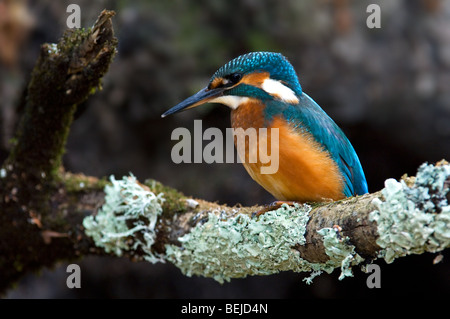 Kingfisher (Alcedo atthis commune) femmes perchées sur des couverts de lichens dans la rivière ci-dessus en forêt est à la recherche de poisson pour chasser Banque D'Images