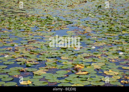 Les feuilles de nénuphar sur un lac Banque D'Images