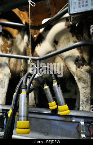 Les vaches (Bos taurus) avec les tétines de mamelle attachée à la machine de traite automatique dans la salle de traite à la ferme laitière Banque D'Images