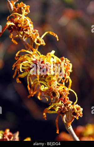 HAMAMELIS BARMSTEDT GOLD. La noisette de sorcière Banque D'Images