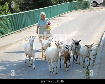 Vieille Femme herder traverse un pont avec ses chèvres. Banque D'Images