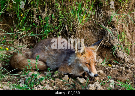 Le renard roux (Vulpes vulpes) dormir recroquevillé Banque D'Images