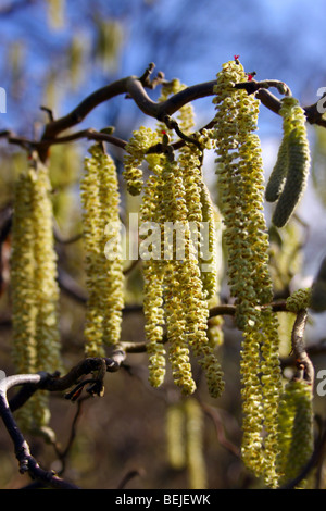 CORYLUS AVELLANA CONTORTA. CORKSCREW HAZEL. HARRY LAUDER'S Bâton de marche. Vu en hiver avec des chatons. Banque D'Images