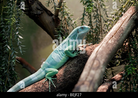 L'île Fidji Brachylophus fasciatus banded iguana, Banque D'Images