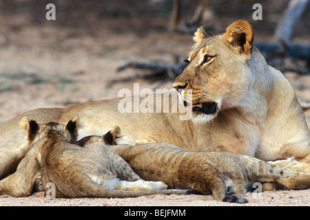 Lionne africaine suckling deux oursons (Panthera leo) dans le désert de Kalahari, Kgalagadi Transfrontier Park, Afrique du Sud Banque D'Images