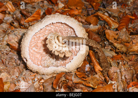 Coulemelle, Macrolepiota procera. Sur le sol en bois de tomber Banque D'Images