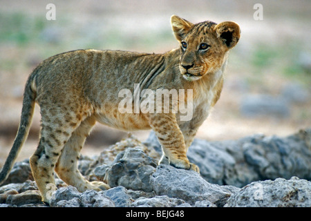 Lion (Panthera leo) au point d'eau dans le désert de Kalahari, Kgalagadi Transfrontier Park, Afrique du Sud Banque D'Images