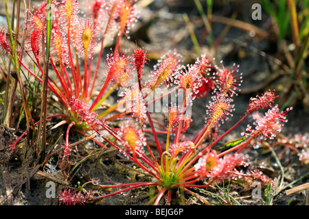 Oblong-leaved sundew / Spoonleaf Sundew (Drosera intermedia), Kalmthoutse Heide, Belgique Banque D'Images