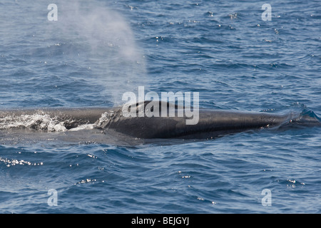 Le rorqual boréal (Balaenoptera borealis, avec l'écart entre les mâchoires c'est visible, des Açores, de l'océan Atlantique. Banque D'Images