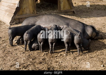 Grand Noir pedigree sow pig, également connu sous le nom de Cornish Noir, suckling sa portée de porcelets. UK. Banque D'Images