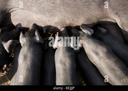 Grand Noir pedigree sow pig, également connu sous le nom de Cornish Noir, suckling sa portée de porcelets. UK. Banque D'Images