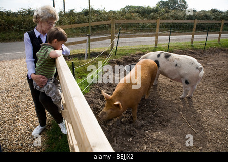 Femme et un enfant d'admirer un pedigree Tamworth sow et un vieux Gloucestershire sow / cochon dans leur enclos. UK. Banque D'Images