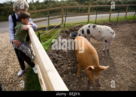 Femme et un enfant d'admirer un pedigree Tamworth sow et un vieux Gloucestershire sow / cochon dans leur enclos. UK. Banque D'Images