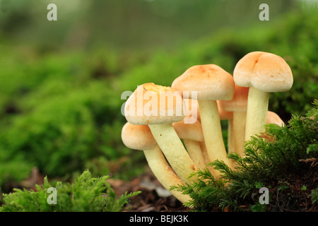 Touffe de soufre Soufre / champignon / woodlover touffe en cluster (Hypholoma fasciculare / Psilocybe fascicularis) cluster Banque D'Images