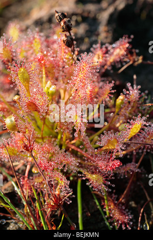 Oblong-leaved sundew / Spoonleaf Sundew (Drosera intermedia), Belgique Banque D'Images