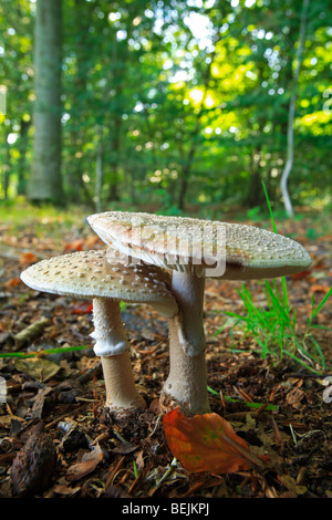 (Amanita rubescens blusher européenne) dans la forêt de feuillus Banque D'Images