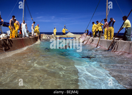 Les filets de pêche au thon, San Pietro, en Sardaigne, Italie Banque D'Images