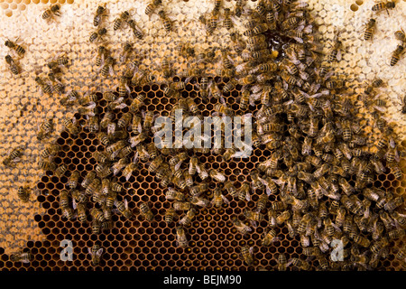 Un cadre de miel et les abeilles. Banque D'Images