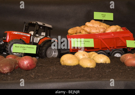 Variétés de pommes de terre sur l'affichage dans la section de l'horticulture au jardin d'automne de Malvern Worcestershire show Banque D'Images