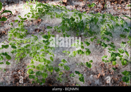 Les graines de peupliers (populus) forment des dérives profondes sur le sol au début de l'été dans les célèbres jardins de Ninfa, Latium, Italie. Banque D'Images