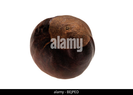 Cheval - châtaignier commun / écrous conkers (Aesculus hippocastanum) sur fond blanc Banque D'Images