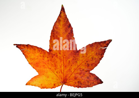 Feuille d'érable japonais (Acer palmatum) en couleurs de l'automne, originaire du Japon et de la Corée Banque D'Images