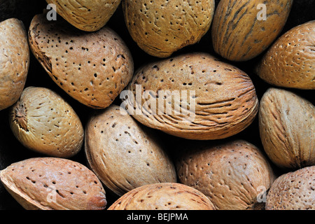 L'unshelled récoltés les écrous d'amande (Prunus dulcis / Prunus amygdalus) en coque Banque D'Images