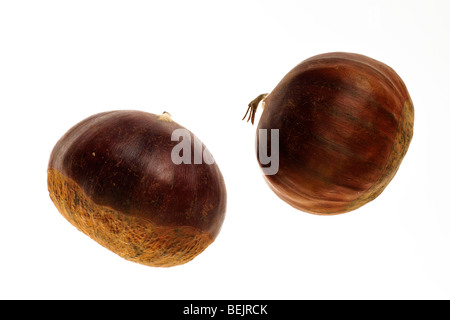 Les écrous de châtaigne / marron (Castanea sativa) sur fond blanc Banque D'Images