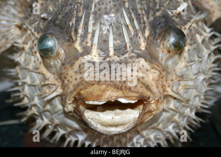 Le poisson-globe séchées pris dans un restaurant de fruits de mer à Simonstown, Afrique du Sud Banque D'Images