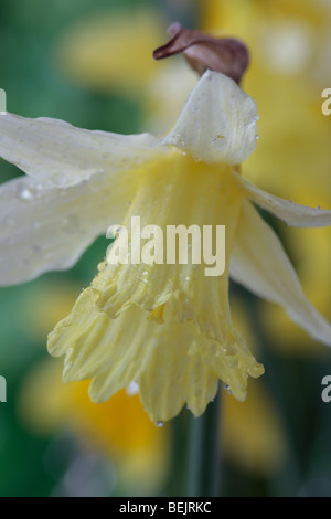 Narcissus 'W.P. Milner' (Jonquille) Div.1 trompette Banque D'Images