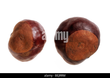 Cheval - châtaignier commun / écrous conkers (Aesculus hippocastanum) sur fond blanc Banque D'Images